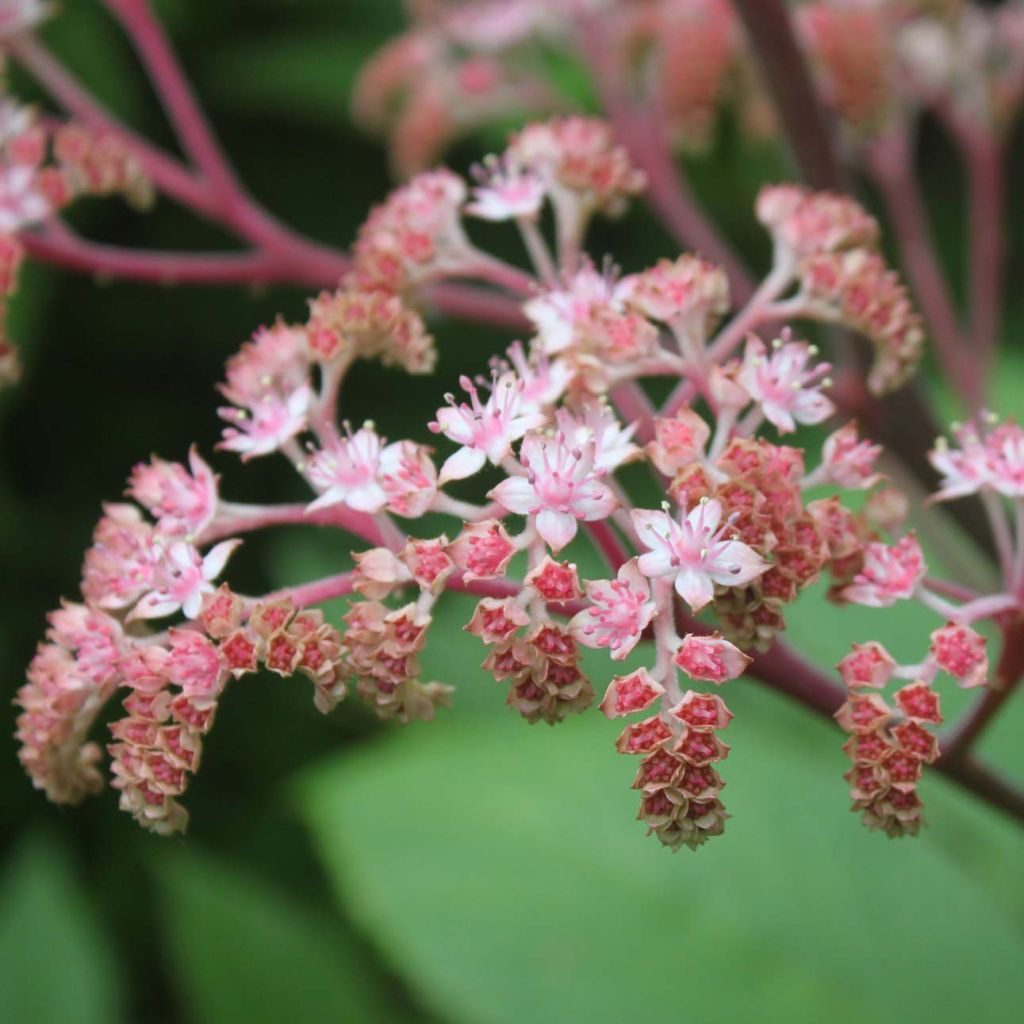 Rodgersia pinnata Elegans - Schaublatt