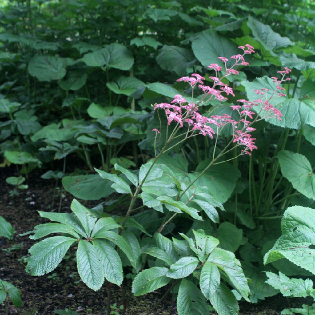 Rodgersia pinnata Elegans - Schaublatt