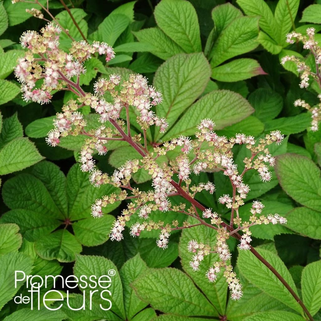 Rodgersia pinnata Hercules - Rodgersia à feuilles pennées Hercules