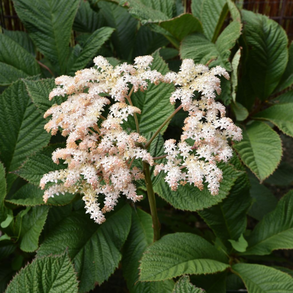 Rodgersia pinnata - Schaublatt