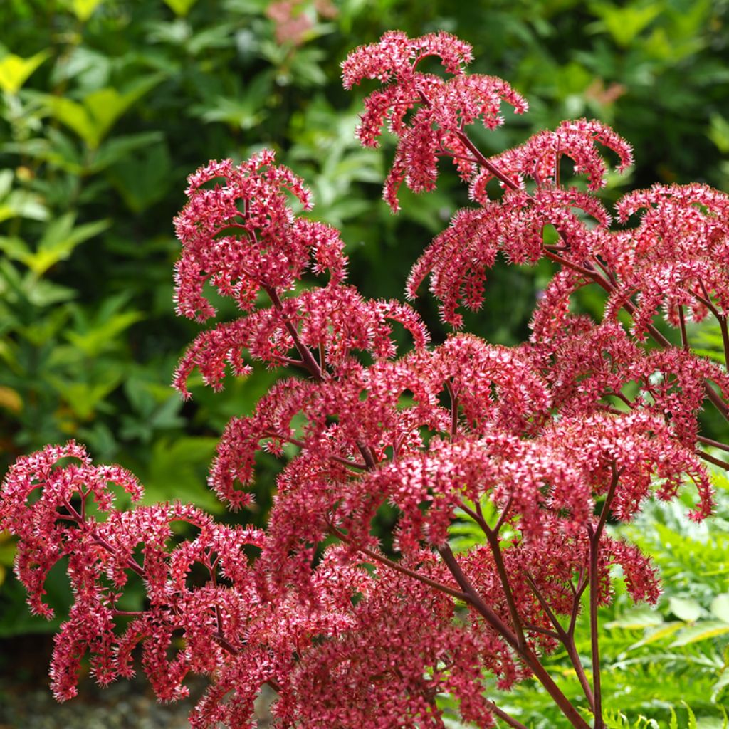 Rodgersia pinnata - Schaublatt