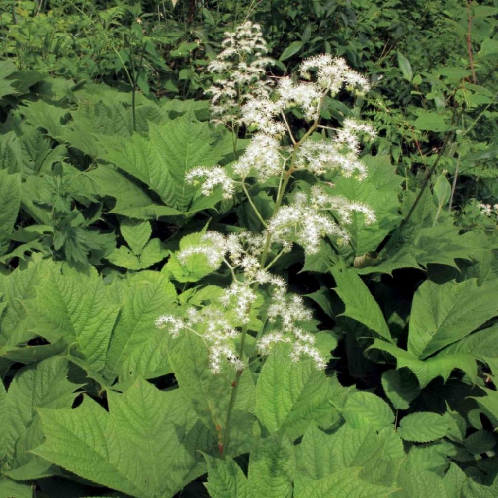 Rodgersia podophylla - Schaublatt