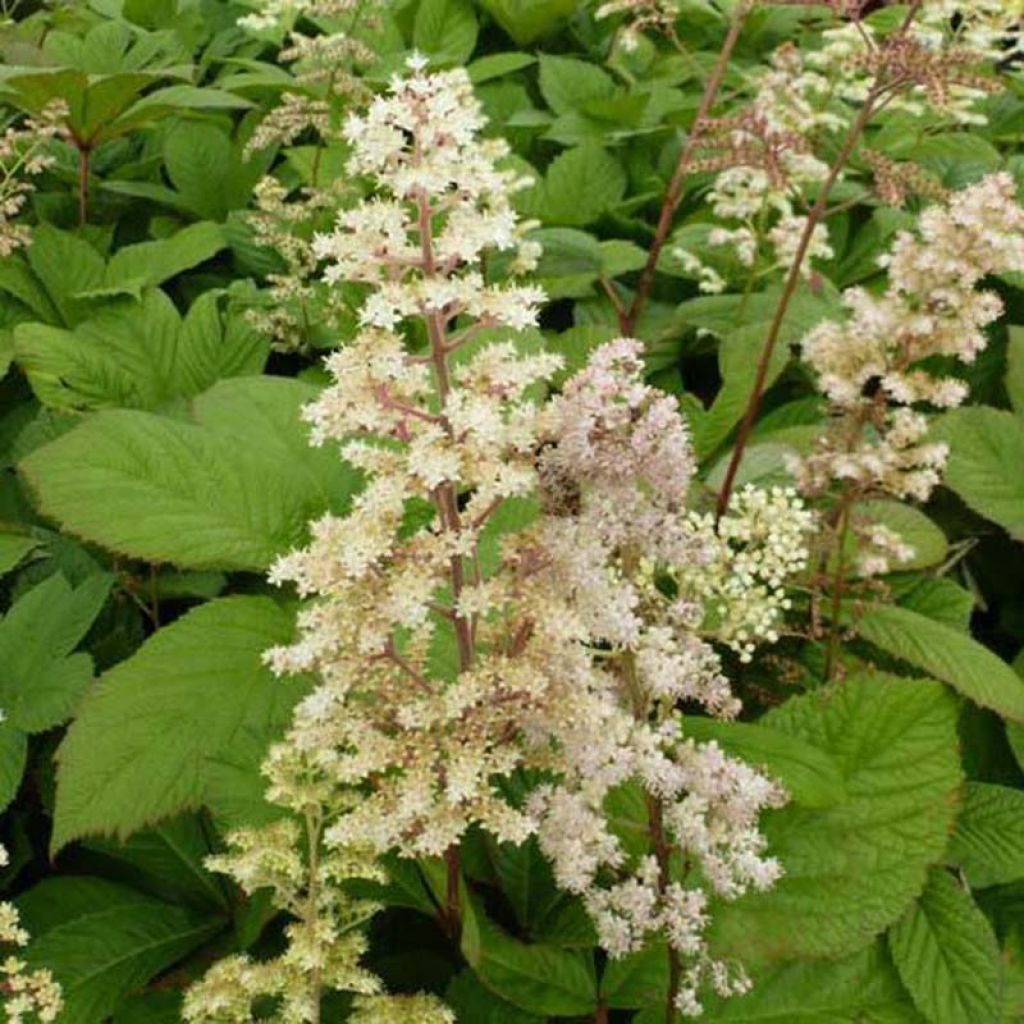 Rodgersia sambucifolia - Schaublatt