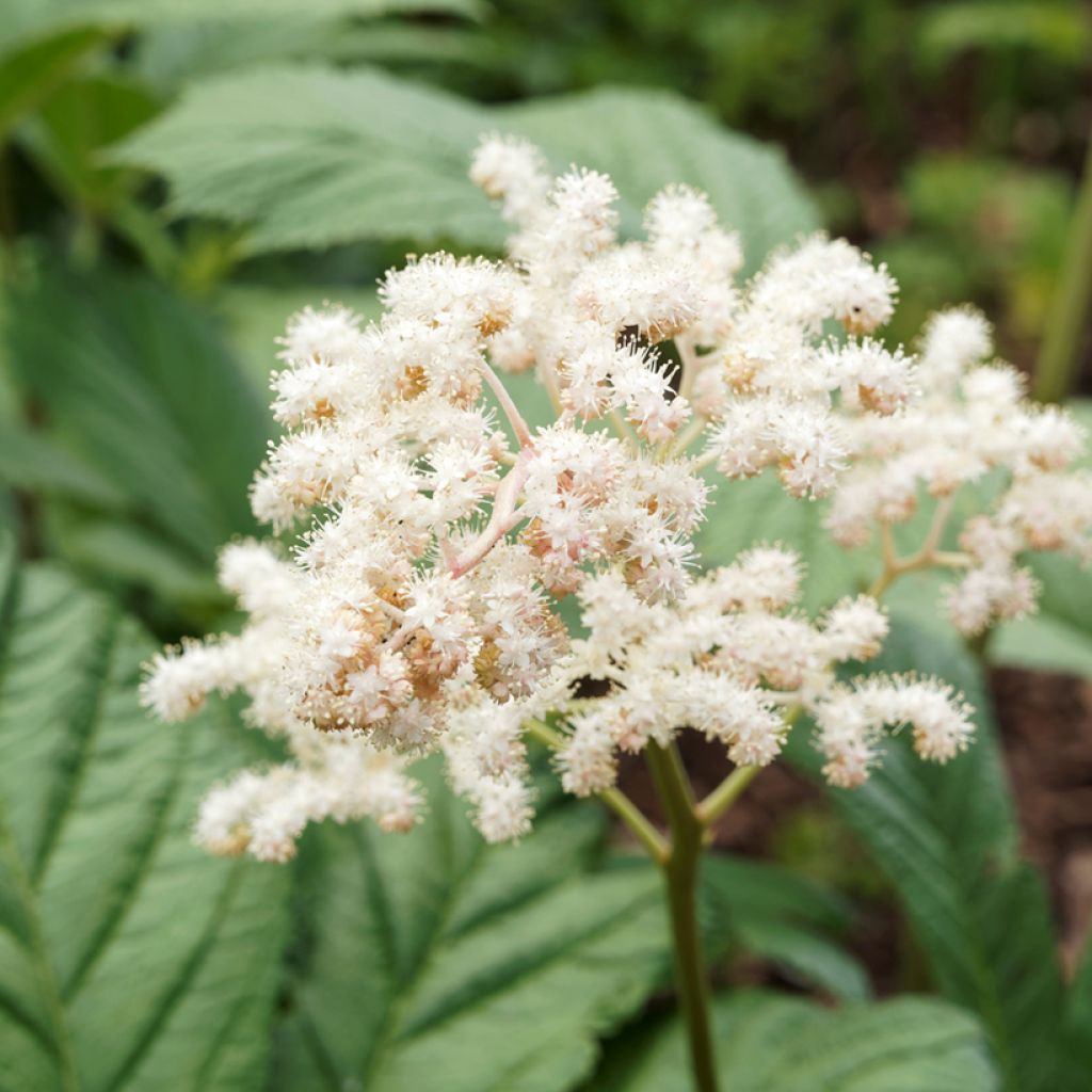 Rodgersia sambucifolia - Schaublatt