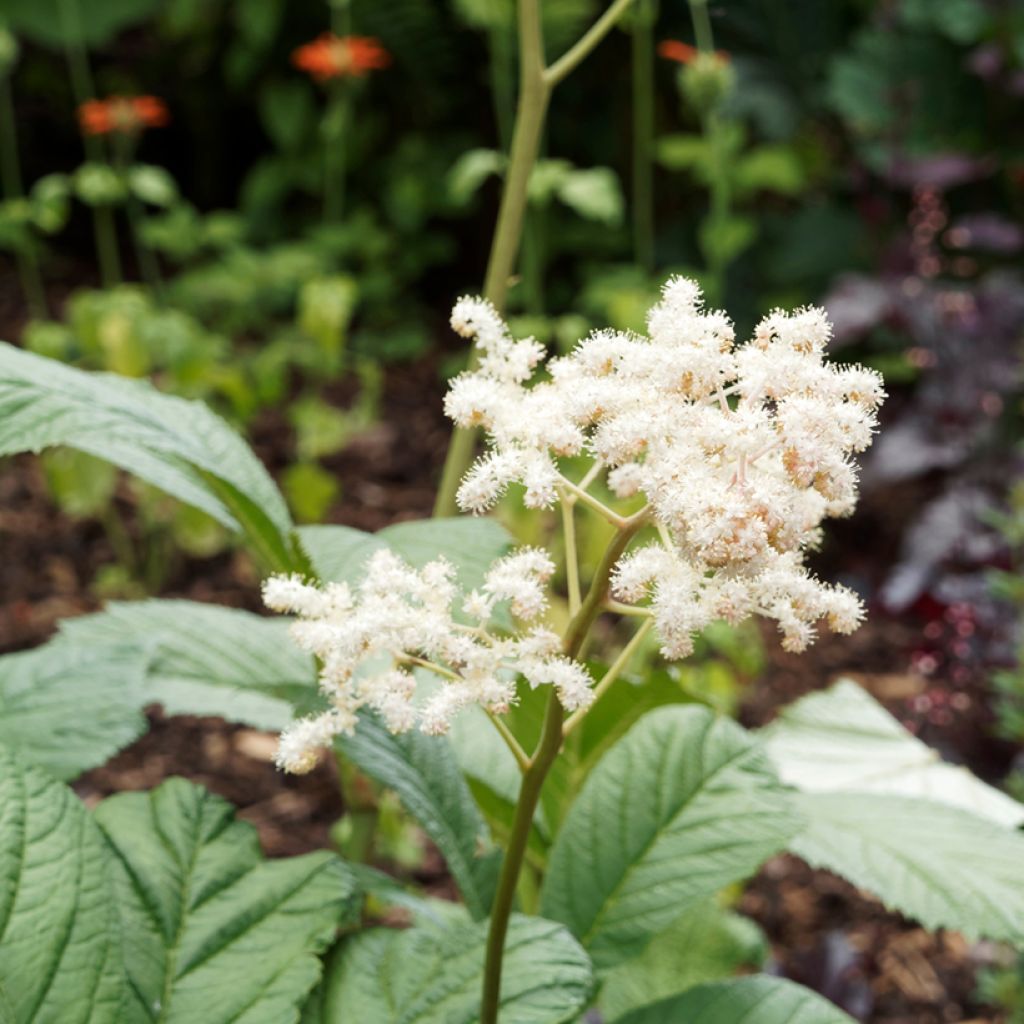 Rodgersia sambucifolia - Schaublatt