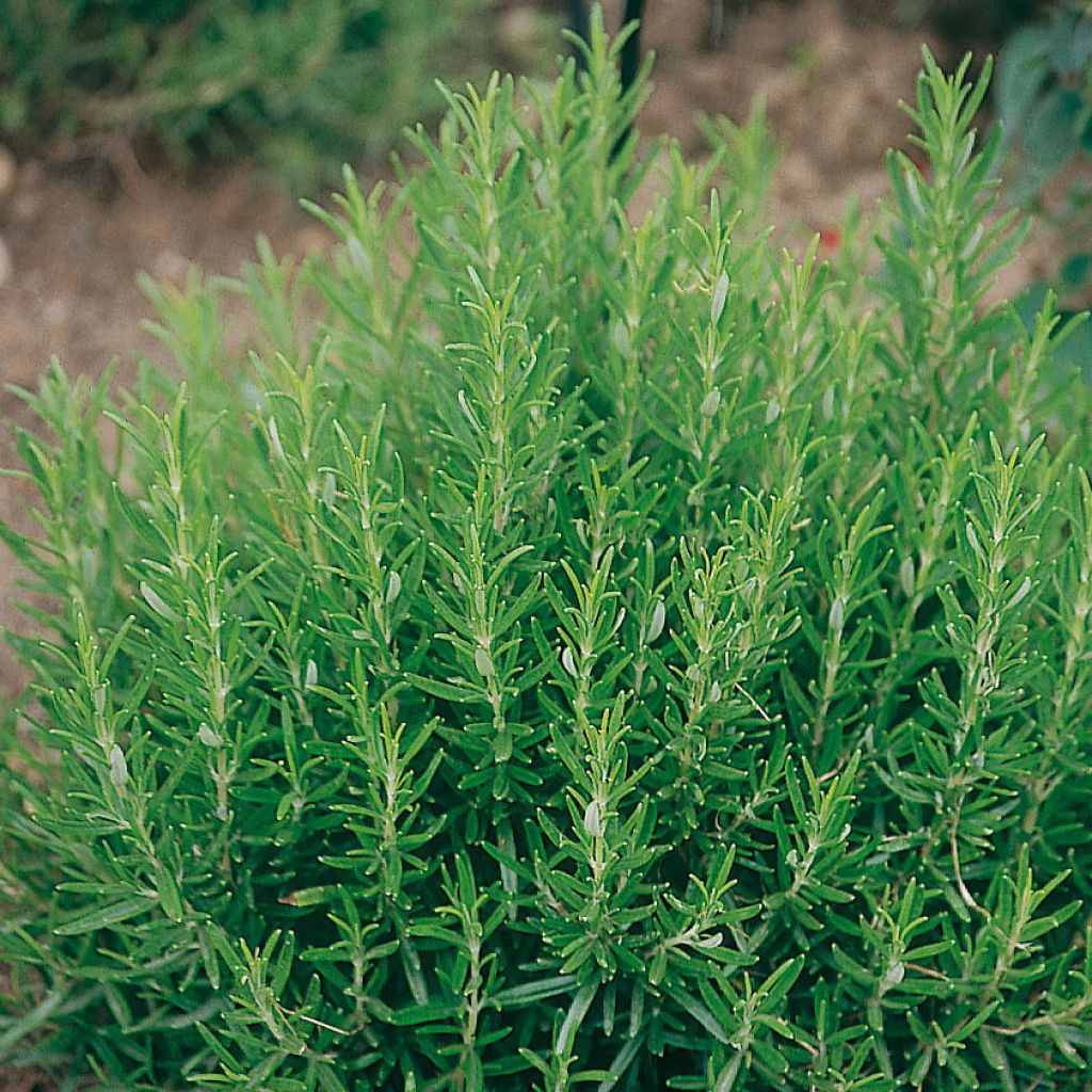 Rosmarin Barbecue - Rosmarinus officinalis