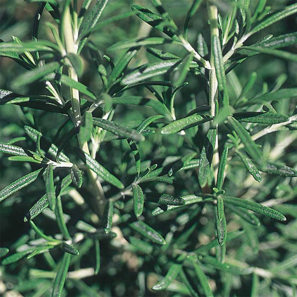 Rosmarin Bio - Ferme de Sainte Marthe - Rosmarinus officinalis