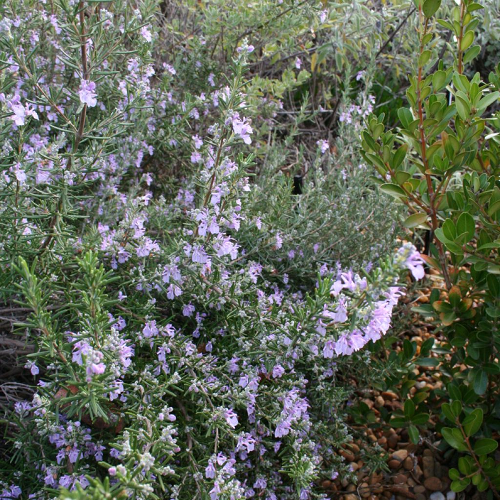 Rosmarin Majorca Pink - Rosmarinus officinalis