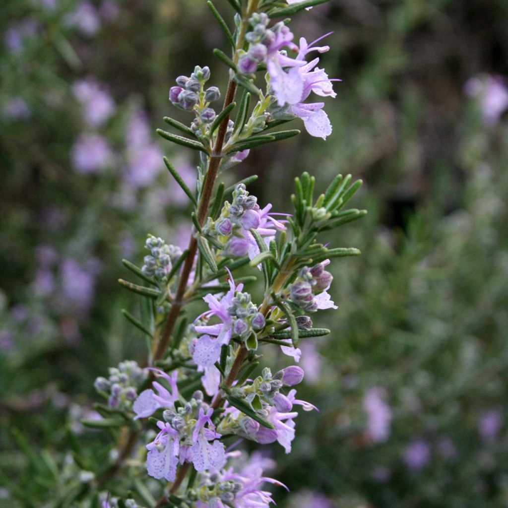 Rosmarin Majorca Pink - Rosmarinus officinalis