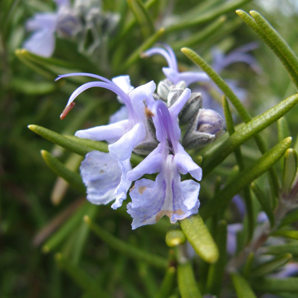 Rosmarin Tuscan Blue - Rosmarinus officinalis