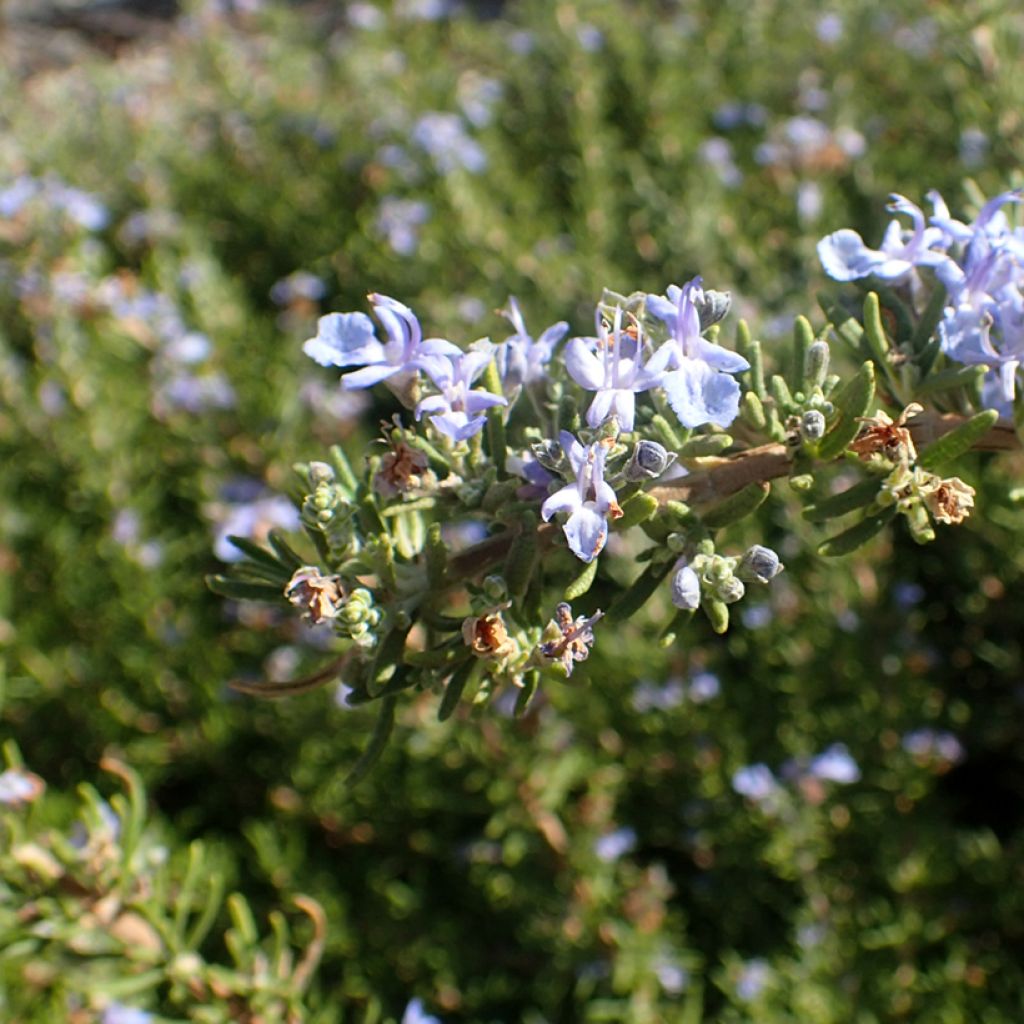 Romarin - Rosmarinus officinalis Tuscan Blue