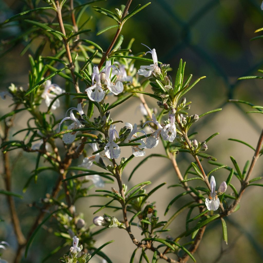 Rosmarin Albiflorus - Rosmarinus officinalis