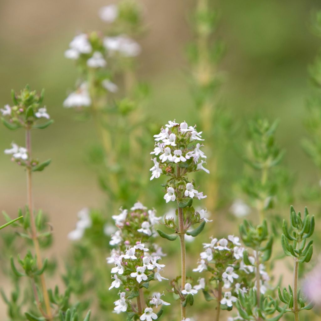 Rosmarin Albiflorus - Rosmarinus officinalis