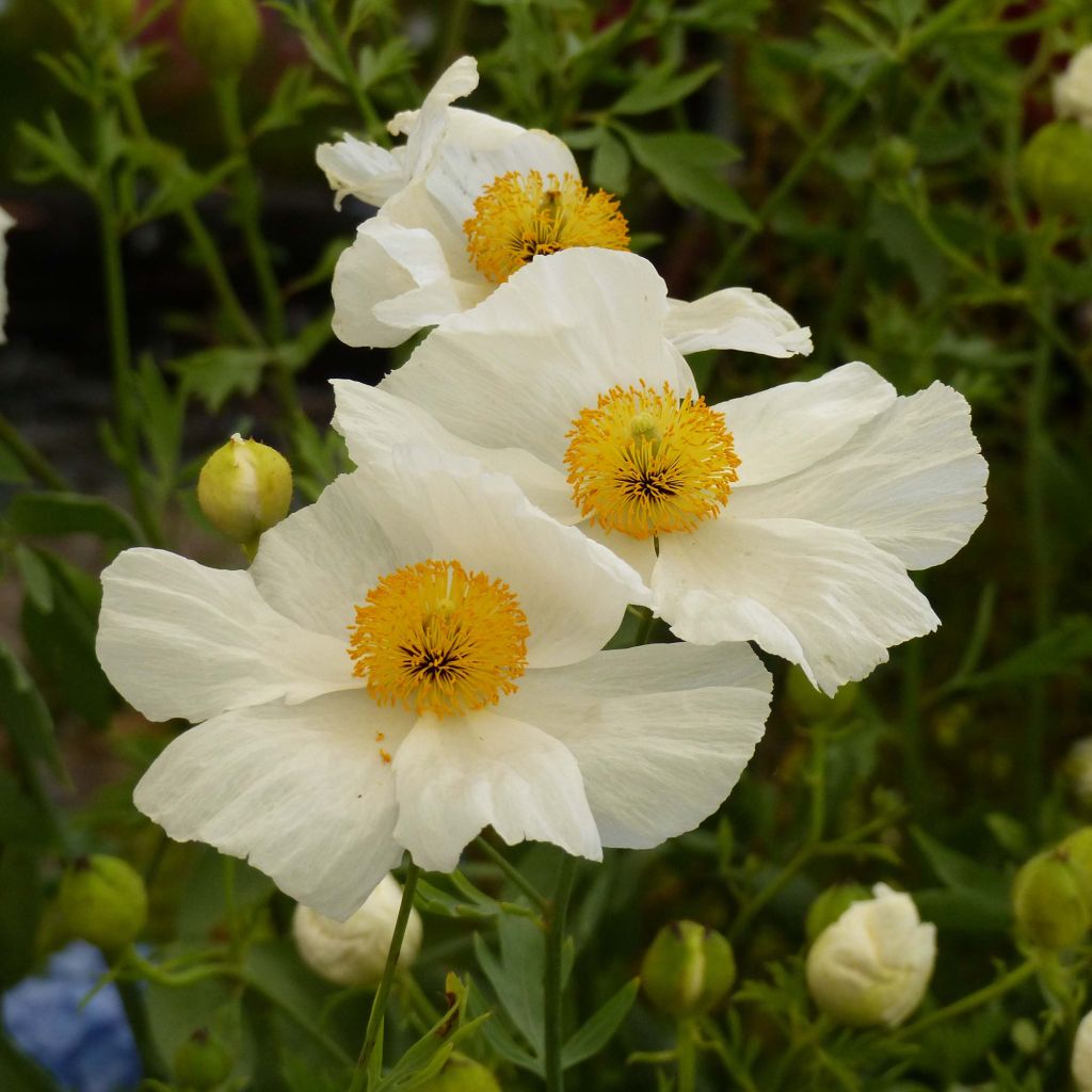 Romneya coulteri - Baummohn