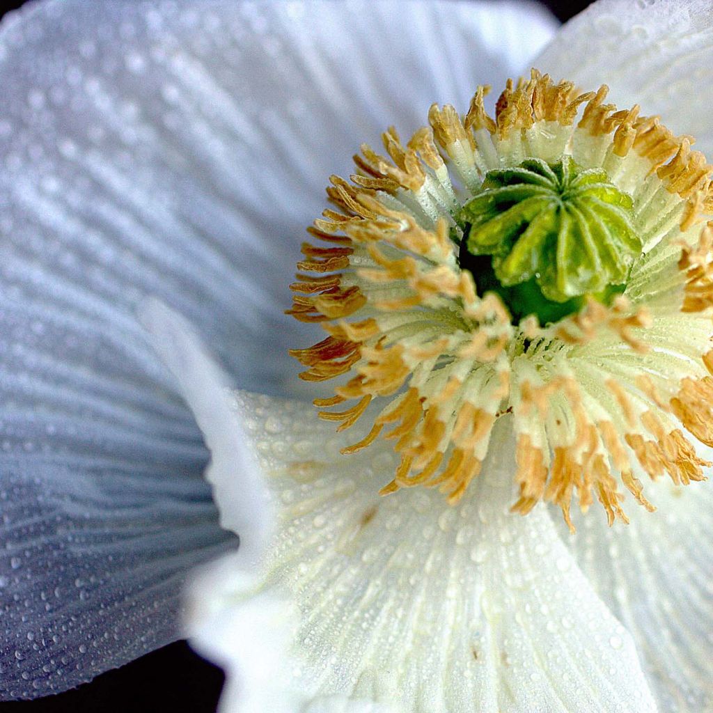 Romneya coulteri - Baummohn