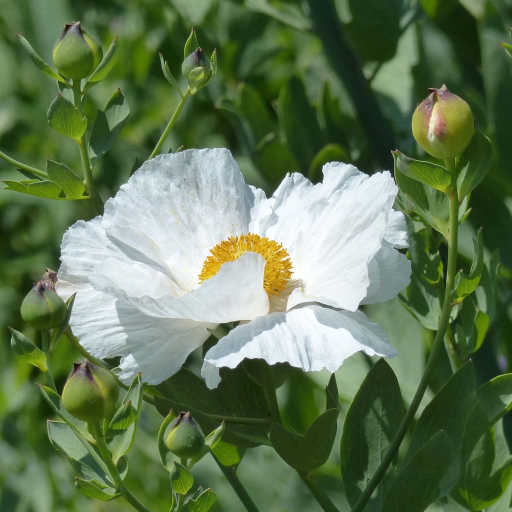 Romneya coulteri - Baummohn