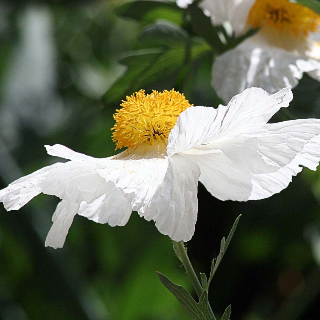 Romneya coulteri - Baummohn