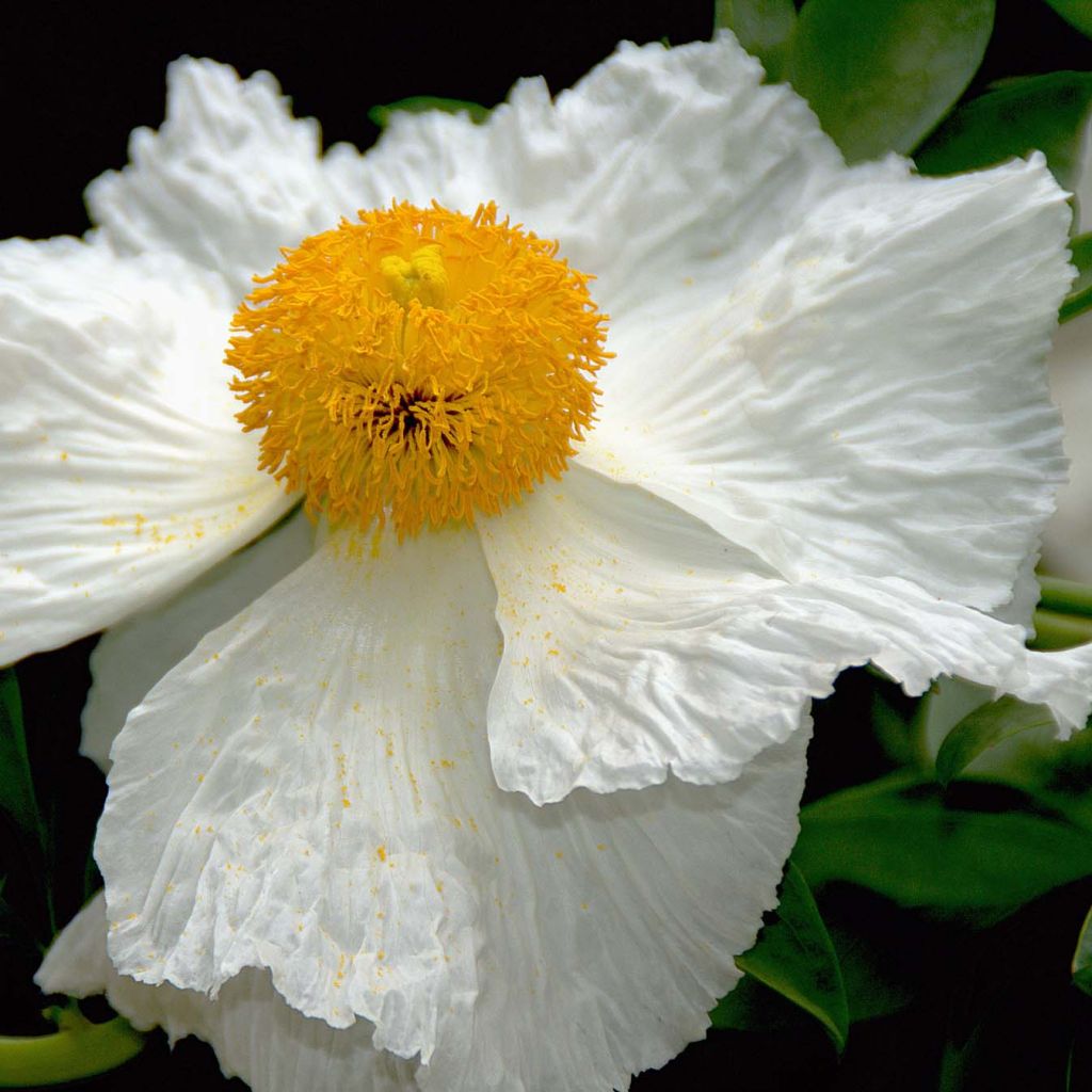 Romneya coulteri - Baummohn