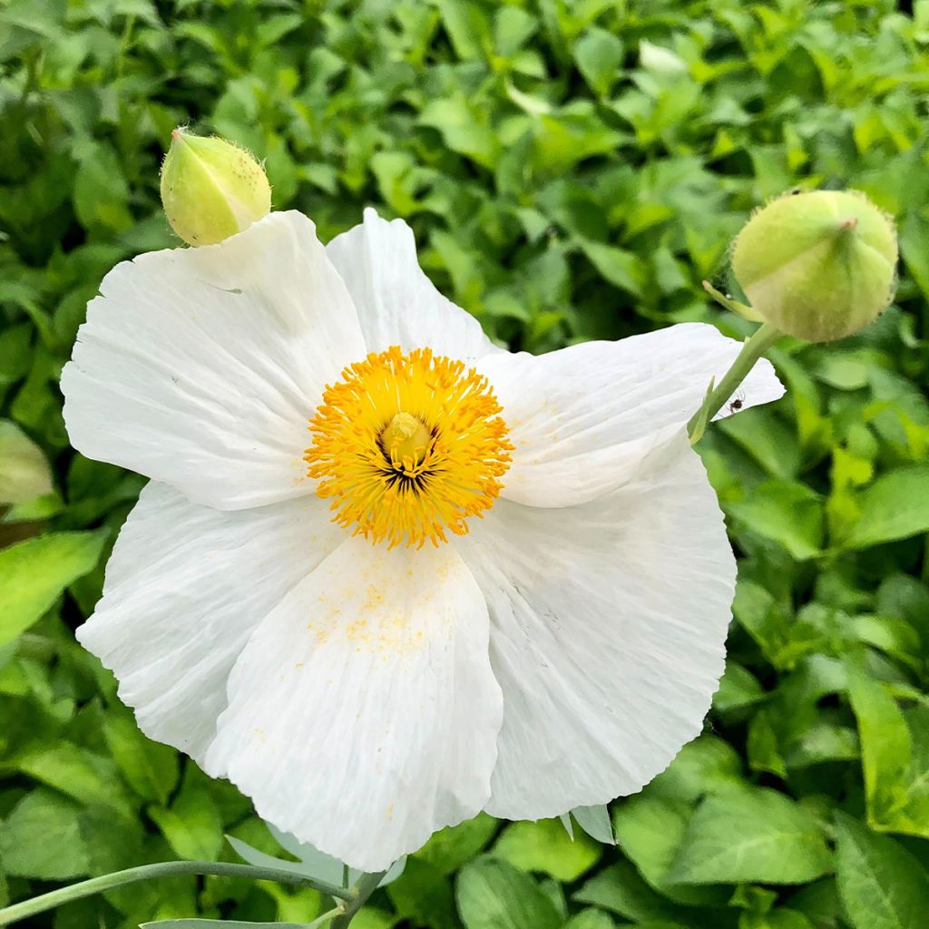 Romneya coulteri - Baummohn