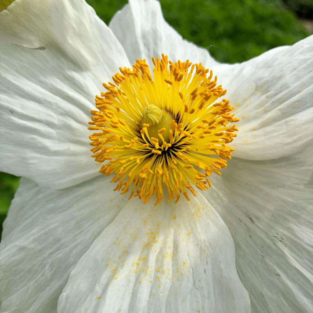 Romneya coulteri - Pavot en arbre