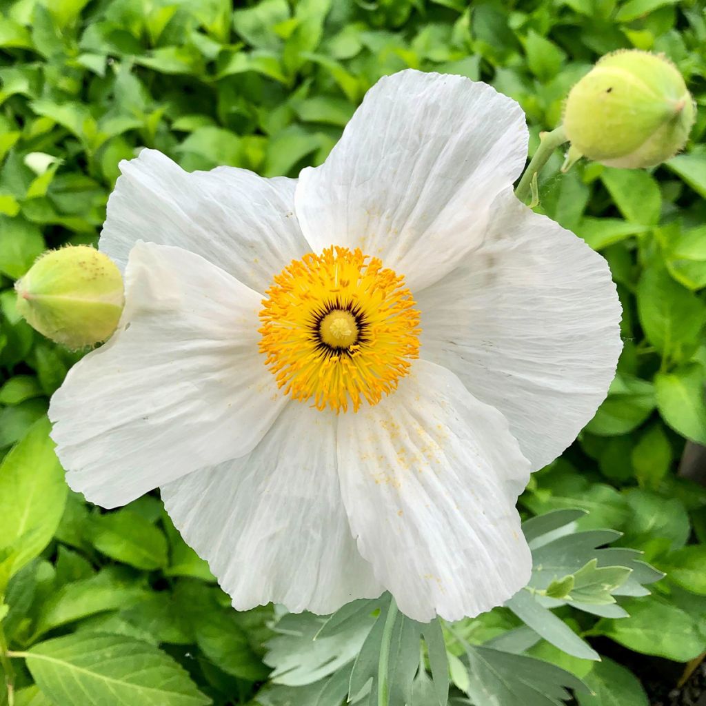 Romneya coulteri - Baummohn