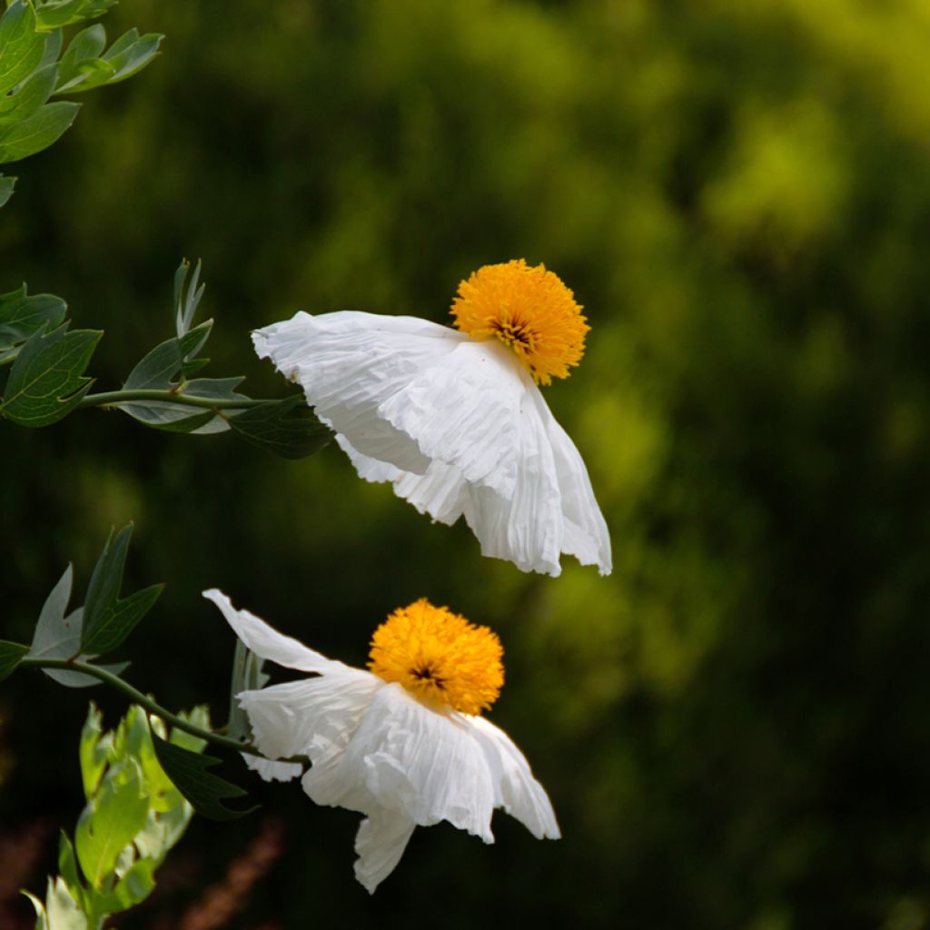 Romneya coulteri - Baummohn