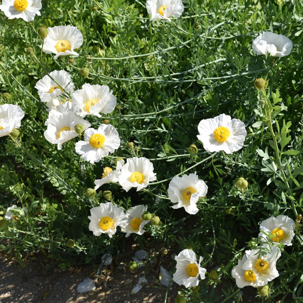 Romneya coulteri - Baummohn