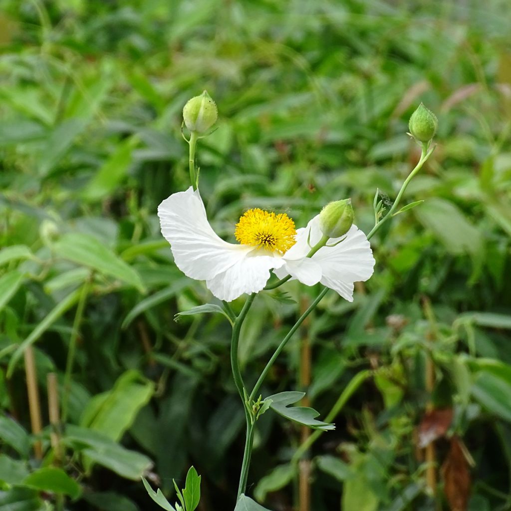 Romneya coulteri - Pavot en arbre