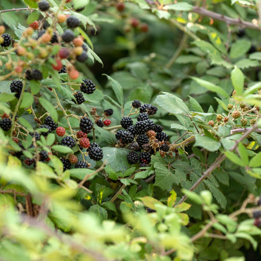 Brombeere - Rubus fruticosus