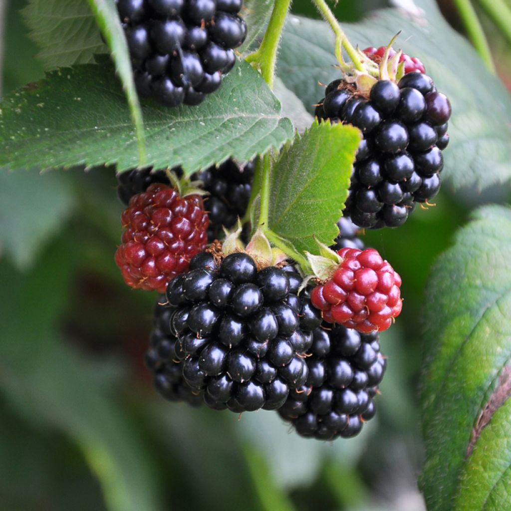 Ronce commune - Rubus fruticosus