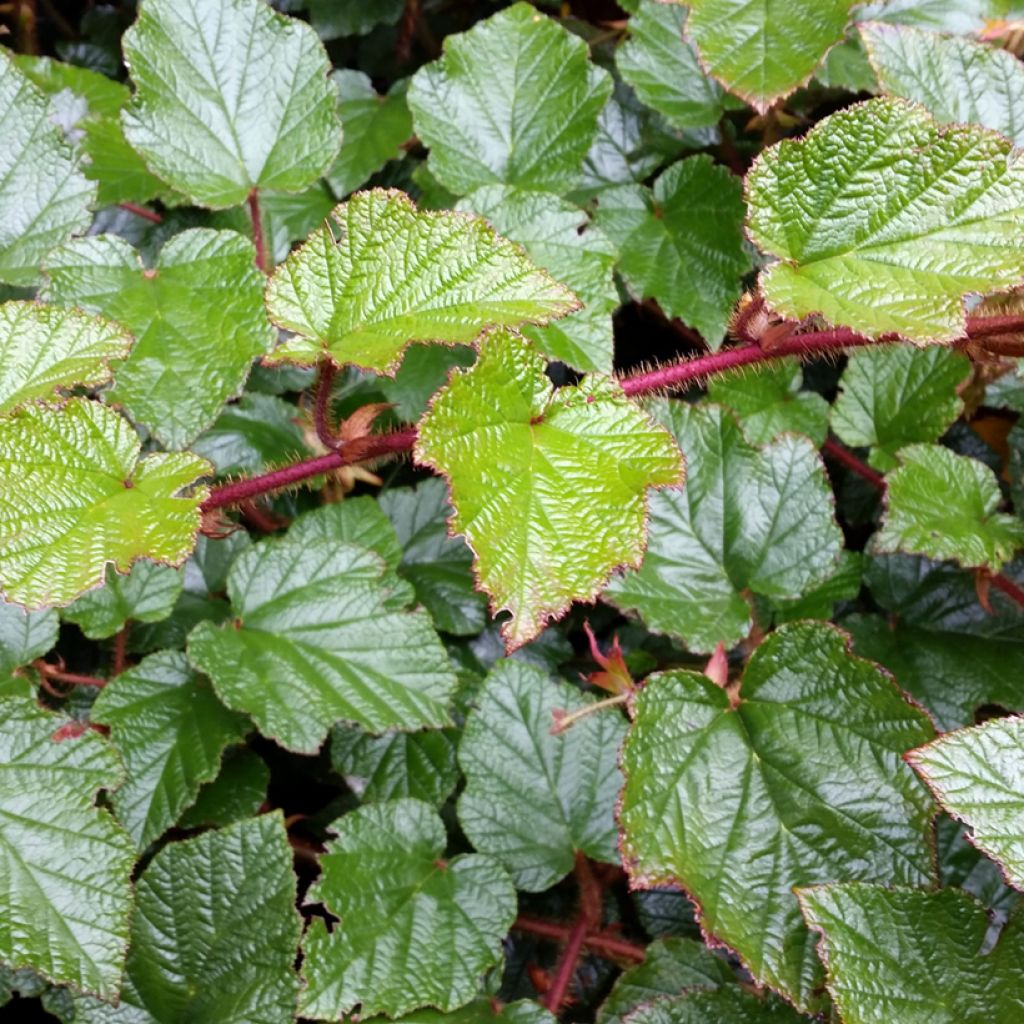 Rubus tricolor - Dreifarbige Brombeere