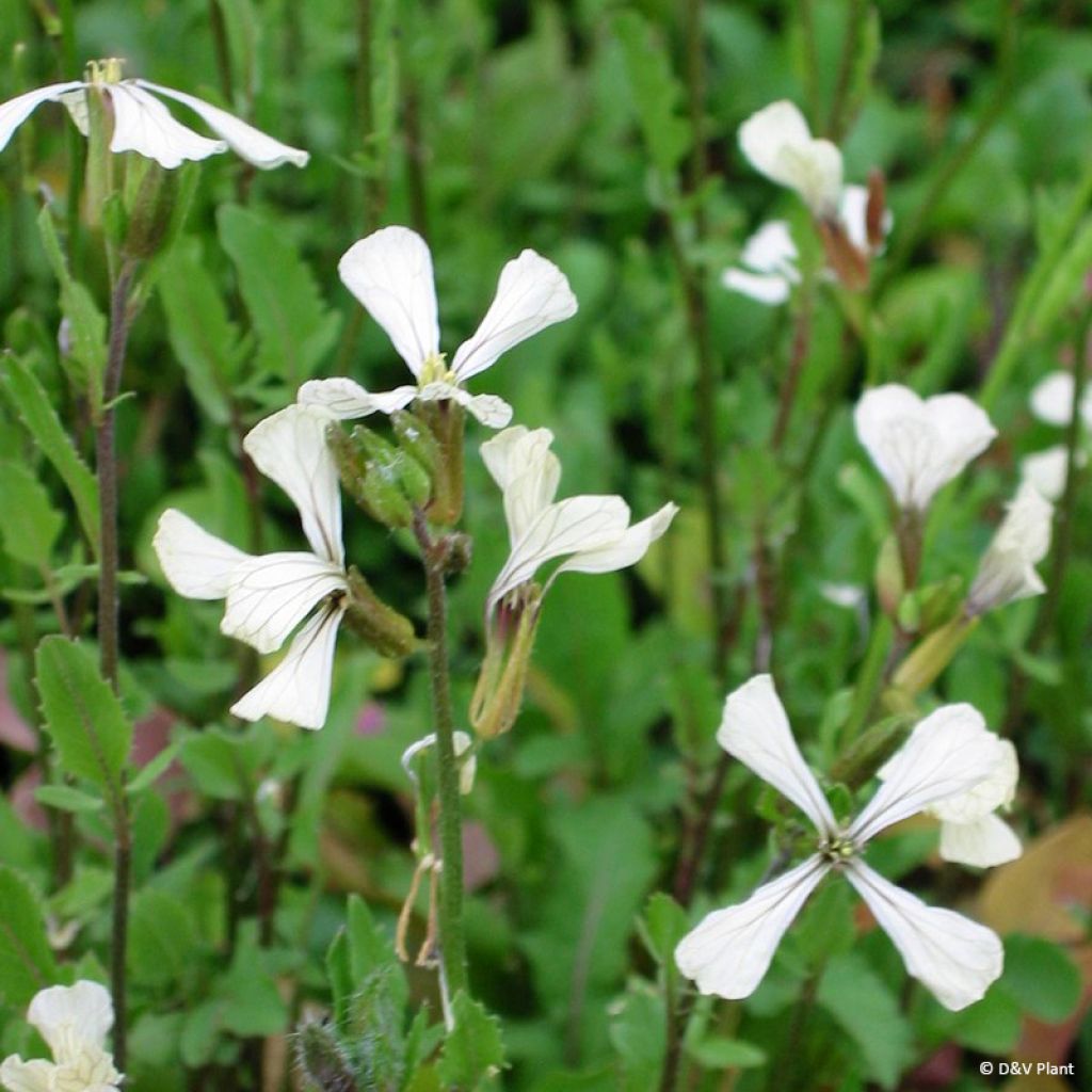 Salat-Rauke - Eruca vesicaria subsp.sativa