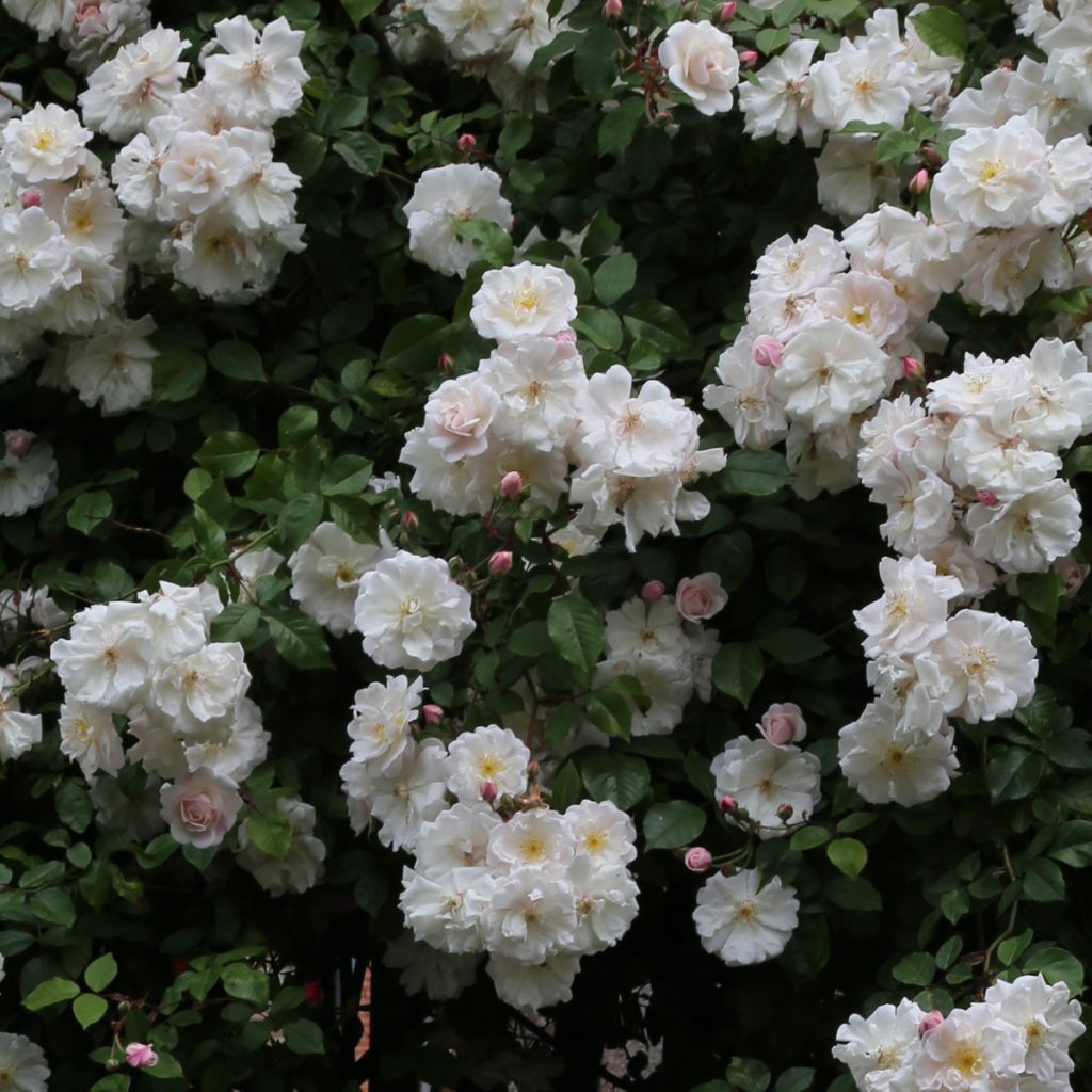 Rosier liane Adélaïde d’Orléans