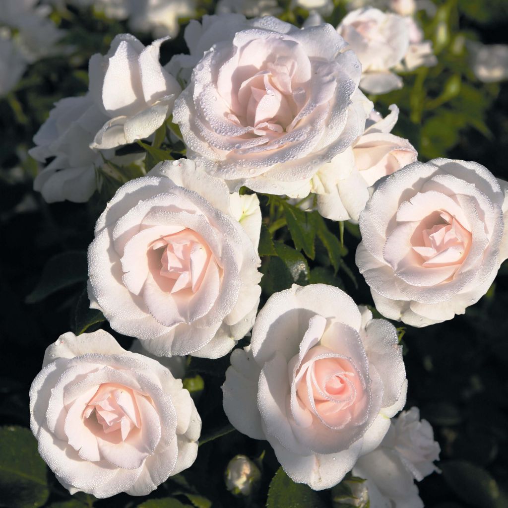 Rosa Aspirin Rose - Bodendecker-Rose