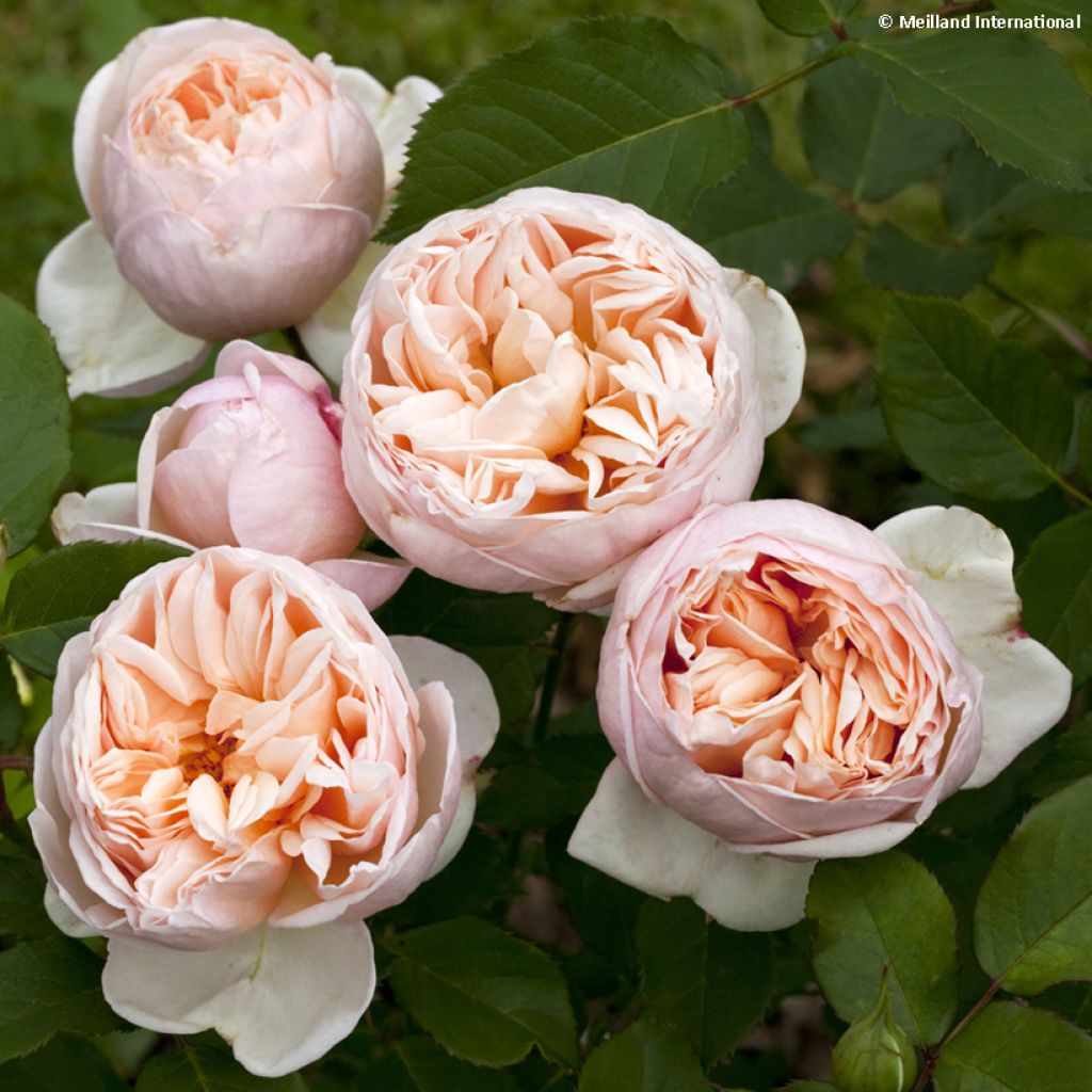 Rosa Belle Romantica - Edelrose