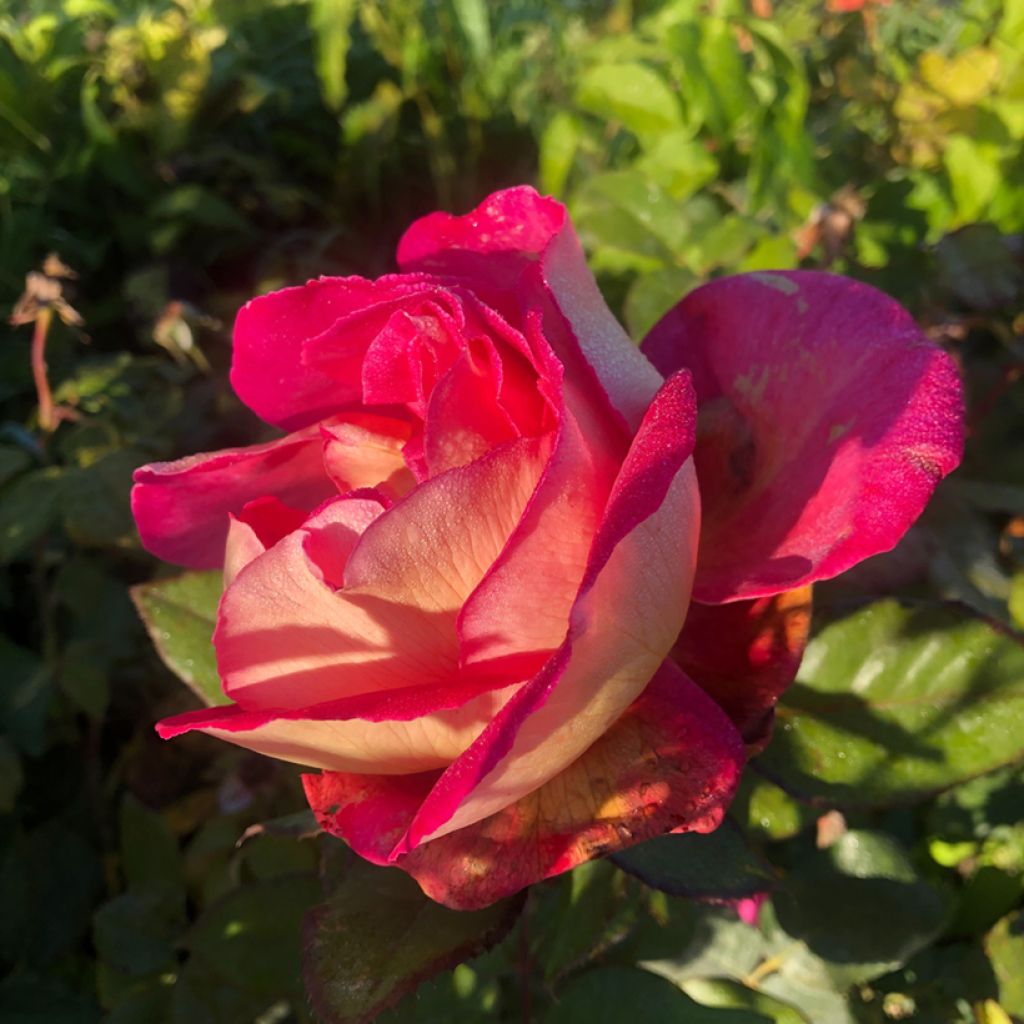 Rosier à grandes fleurs Bolshoï