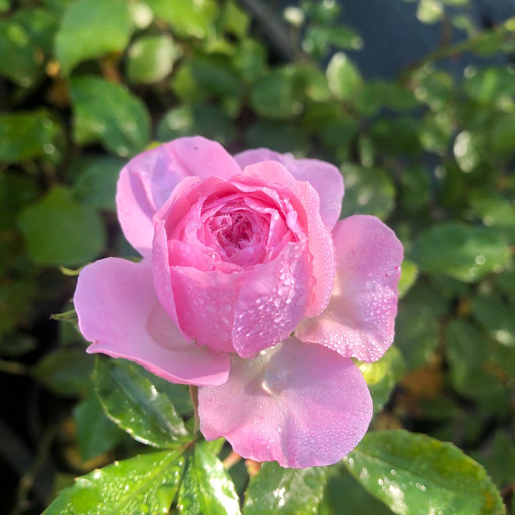 Rosa Larissa - Bodendecker-Rose