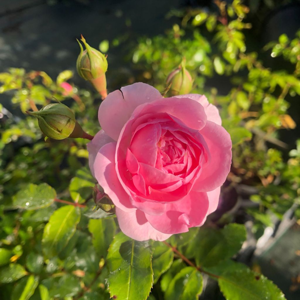 Rosa Larissa - Bodendecker-Rose