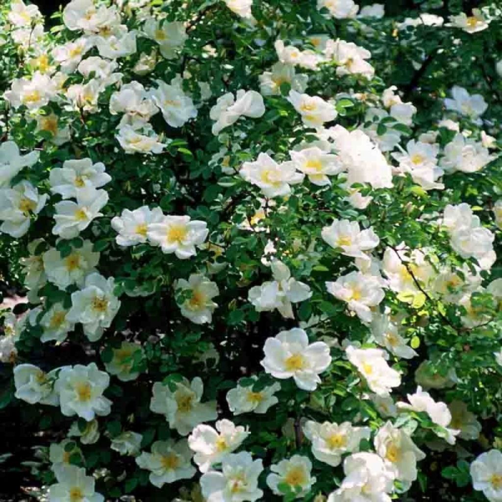 Rosa Nevada - Polyantha-Rose