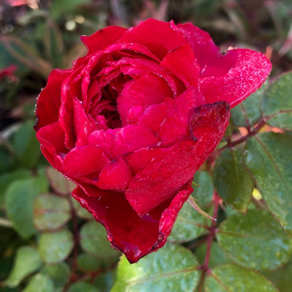 Rosier à fleurs groupées Red Leonardo da Vinci