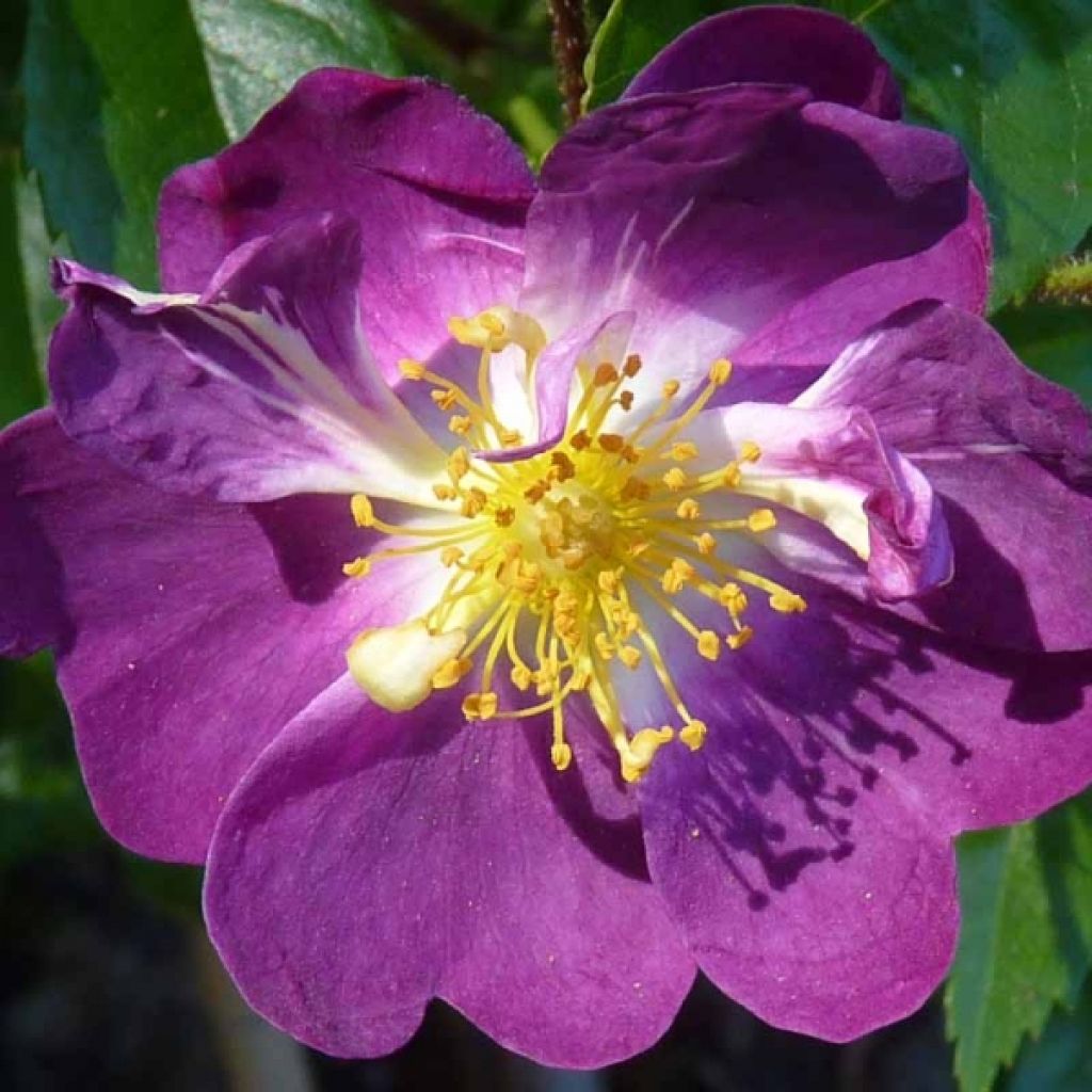 Rosa wichuraiana Veilchenblau - Kletterrose