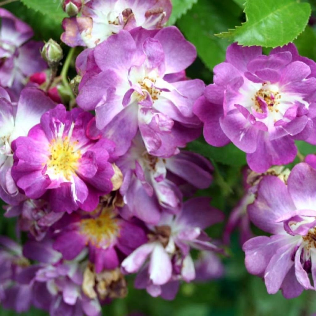 Rosa wichuraiana Veilchenblau - Kletterrose