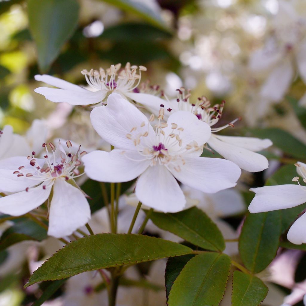 Rosa banksiae Alba - Meran-Rose