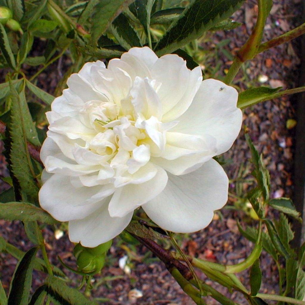 Rosa cannabifolia - Hanfblättrige Rose