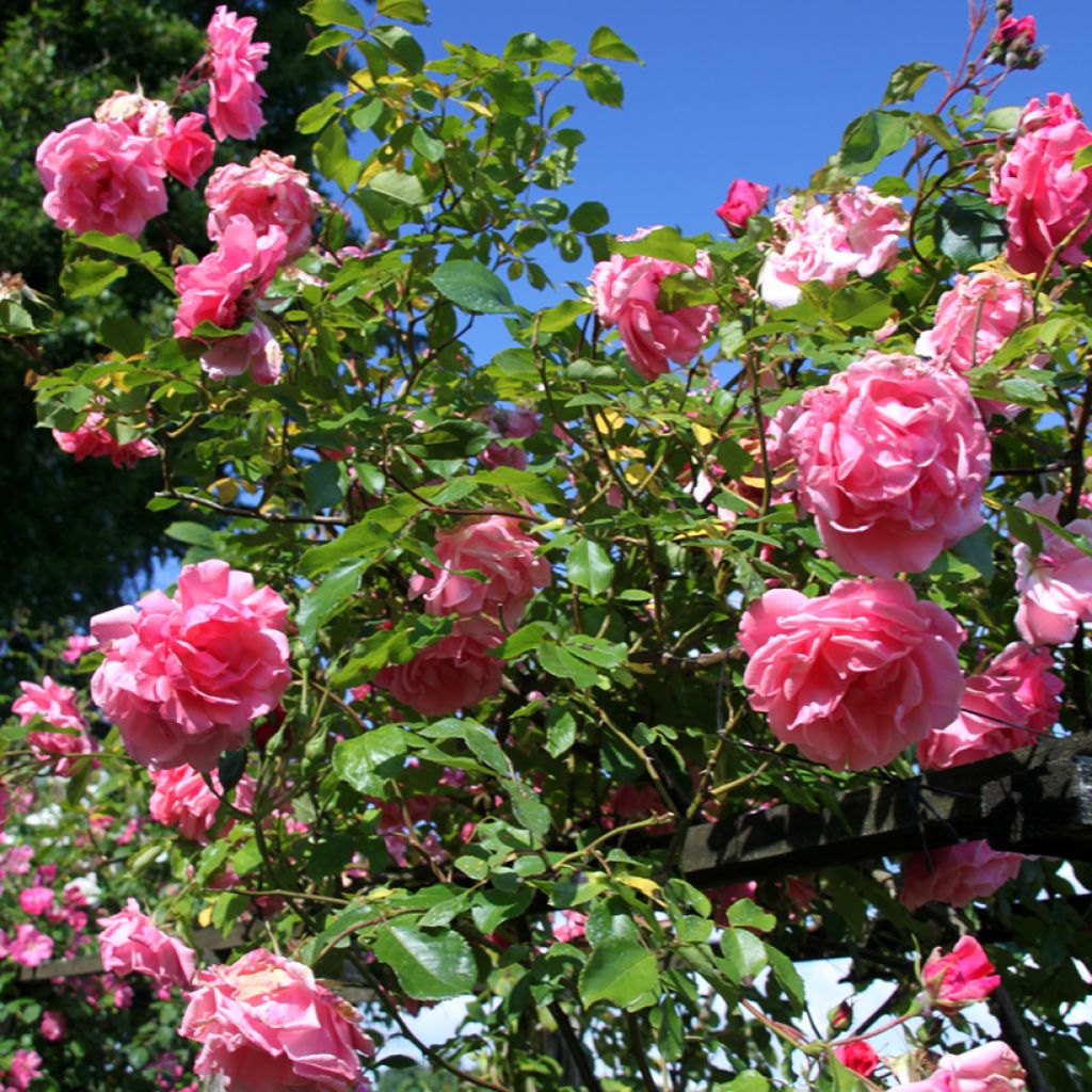 Rosa Mme Gregoire Staechelin - Alte Kletterrose