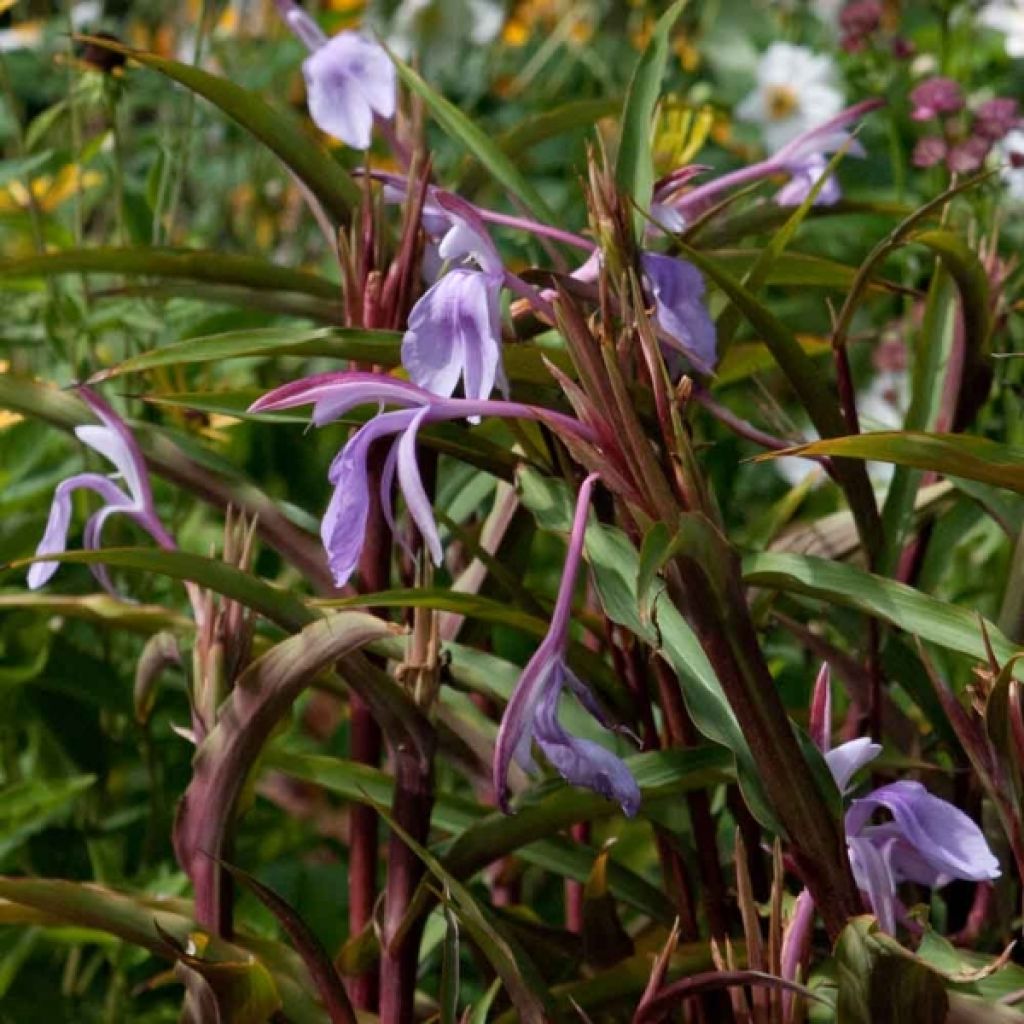 Roscoea purpurea Spice Island - Scheinorchidee