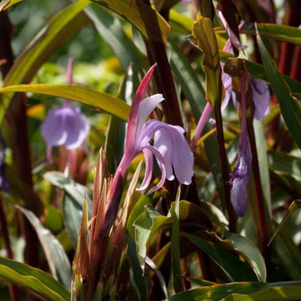 Roscoea purpurea Spice Island