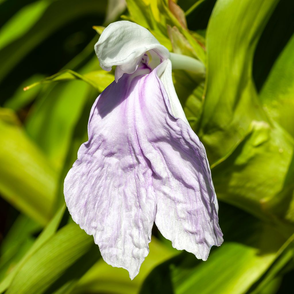 Roscoea beesiana - Scheinorchidee