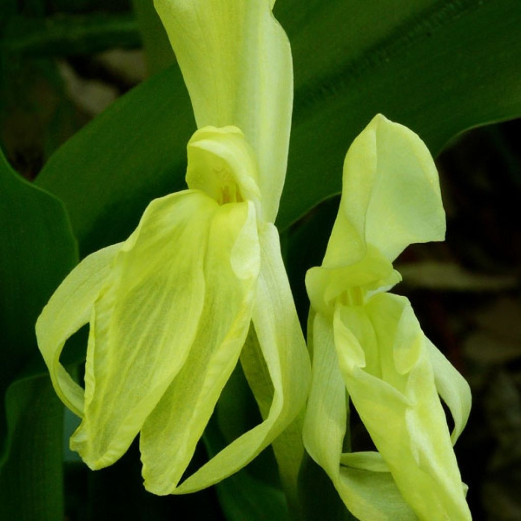 Roscoea cautleyoides - Scheinorchidee