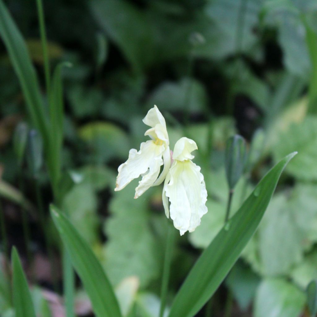 Roscoea cautleyoides - Scheinorchidee